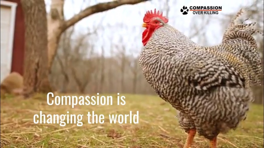 2017: We Are Compassion still